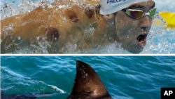 Phelps Shark