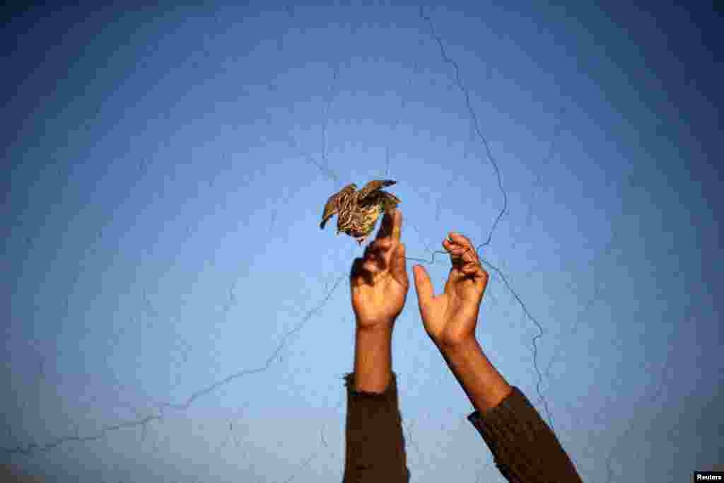 A man takes a quail from a net after catching it on a beach in Khan Younis, in the southern Gaza Strip.