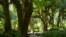 An old-growth rainforest thrives under snow-capped mountains in Olympic National Park.