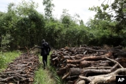 Patrick Komakech walks through piles of trees cut for charcoal in Gulu, Uganda, May 27, 2023. The burning of charcoal, an age-old practice in many African societies, is now restricted business across northern Uganda amid a wave of resentment by locals who have warned of the threat of climate change stemming from the uncontrolled felling of trees by outsiders. (AP Photo/Hajarah Nalwadda)