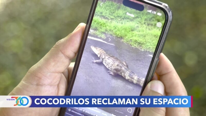 Habitantes reportan cocodrilos y caimanes en alrededores de Ciudad de Panamá