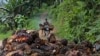 Seorang pria menggunakan motor untuk memindahkan buah sawit di sebuah perkebunan di Polewali Mandar, Sulawesi Selatan, pada 21 April 2024. (Foto: AP/Yusuf Wahil)