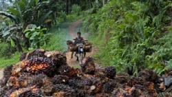 Seorang pria menggunakan motor untuk memindahkan buah sawit di sebuah perkebunan di Polewali Mandar, Sulawesi Selatan, pada 21 April 2024. (Foto: AP/Yusuf Wahil)