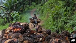 Seorang pria menggunakan motor untuk memindahkan buah sawit di sebuah perkebunan di Polewali Mandar, Sulawesi Selatan, pada 21 April 2024. (Foto: AP/Yusuf Wahil)