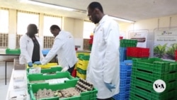 Kenyan scientists study mealworm they say can break down plastics