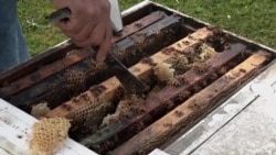 Indonesian-American Farmer Shares His Passion for Bees