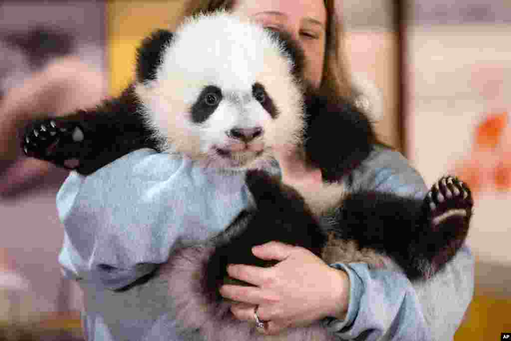 Bei Bei se ganó el cariño de los washingtonianos con su tierna apariencia.