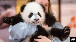 แฟ้มภาพ - ลูกแพนด้ายักษ์ เป่ย เป่ย อวดโฉมที่สวนสัตว์แห่งชาติสมิธโซเนียน (Smithsonian National Zoo) ที่กรุงวอชิงตัน เมื่อ 14 ธ.ค. 2015 (เอพี)