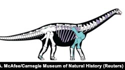 A skeletal reconstruction of the titanosaurian dinosaur Mansourasaurus shahinae from the Late Cretaceous of the Dakhla Oasis, Egypt, is pictured in this undated handout image obtained by Reuters Jan. 29, 2018. 