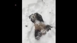 Вашингтонската панда ужива во снегот