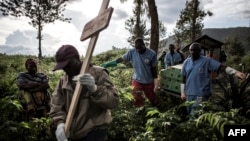 FILE - Health workers carry a coffin containing a victim of the Ebola virus on May 16, 2019 in Butembo. 