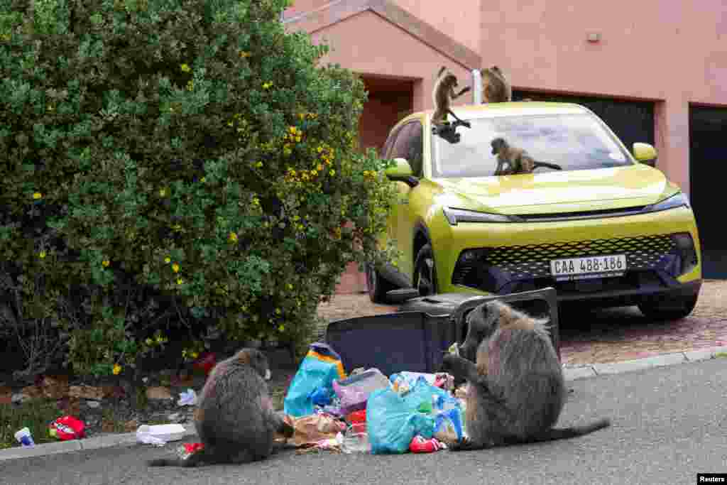 Chacma baboons feed by a refuse bin as juveniles play on a vehicle as a troop of baboons foraging in the residential neighborhoods of Capri in Cape Town, South Africa.