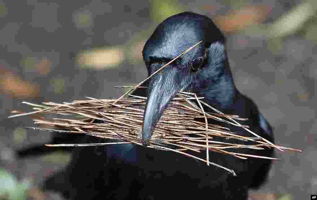 Seekor burung gagak mengumpulkan ranting untuk membuat sarang di sebuah taman di Tokyo, Jepang.