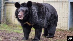 Un oso negro llamado Yampil llega a las instalaciones de West Calder, West Lothian, Escocia, el viernes 12 de enero de 2024 tras ser rescatado del pueblo de Yampil, en Ucrania. (Five Sisters Zoo via AP)