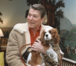 President Ronald Reagan said his dog, Rex, (photo taken March 3, 1986) reacted strangely to the Lincoln Bedroom. (Ronald Reagan Presidential Library and Museum/NARA/WHHA)
