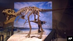 Fosil Lythronax argestes di Museum Sejarah Alam di Utah di Salt Lake City. Spesimen ini memiliki panjang 8 meter dan tinggi 2,4 meter. 