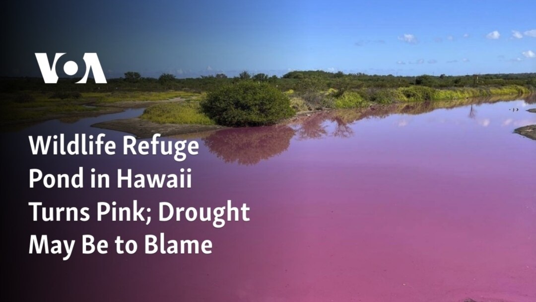 Wildlife Refuge Pond in Hawaii Turns Pink; Drought May Be to Blame