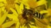 The European Union hopes a two-year ban on three of the world’s most widely-used agricultural pesticides can reverse the decline in bees and other pollinators. (Photo: Adam Vanbergen)