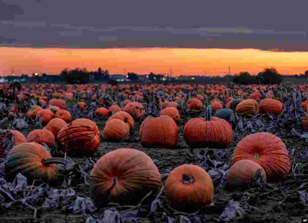 Hundreds of pumpkins lie on a field near Frankfurt, Germany, Oct. 16, 2019.