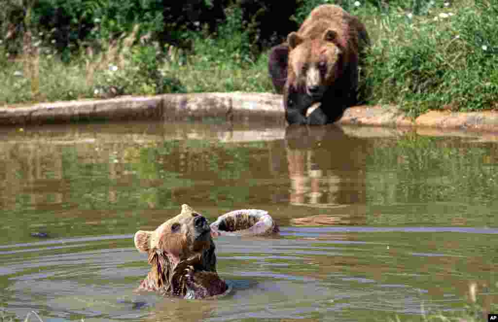 حنا و مالی دو تا از خرس‌هایی که در پناهگاه خرس‌ها در پریشتینا در کوزوو بسر می‌برند، برای فرار از گرمای بی‌سابقه در منطقه به استخر پناه برده‌اند.