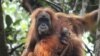 Orangutan dengan bayinya di Ekosistem Batang Toru di Tapanuli, Sumatra Utara, Indonesia. (James Askew / Program Konservasi Orangutan Sumatera via AP)