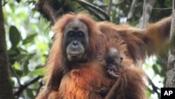 Orangutan dengan bayinya di Ekosistem Batang Toru di Tapanuli, Sumatra Utara, Indonesia. (James Askew / Program Konservasi Orangutan Sumatera via AP)