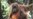 Ilmuwan: Pembangunan Bendungan Ancam Habitat Orangutan
