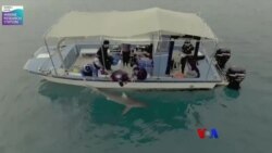 ငါးမန်းတွေစုဝေးတွေ့ဆုံ၊ ကြံကြံဖန်ဖန်နှင်းလျှောစီးလှည်း