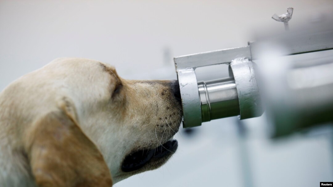 Seekor anjing yang terlatih mengendus virus COVID-19, tengah memeriksa sampel keringat dari petugas kesehatan di Universitas Chulalongkorn, di Bangkok, Thailand 21 Mei 2021. (REUTERS / Jorge Silva)
