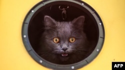 A cat meows while looking out from its carrier as animals and their owners gather at Our Ladies of Remedies Parish in the Malate area of Manila on October 6, 2019, for an annual pet blessing ceremony. 