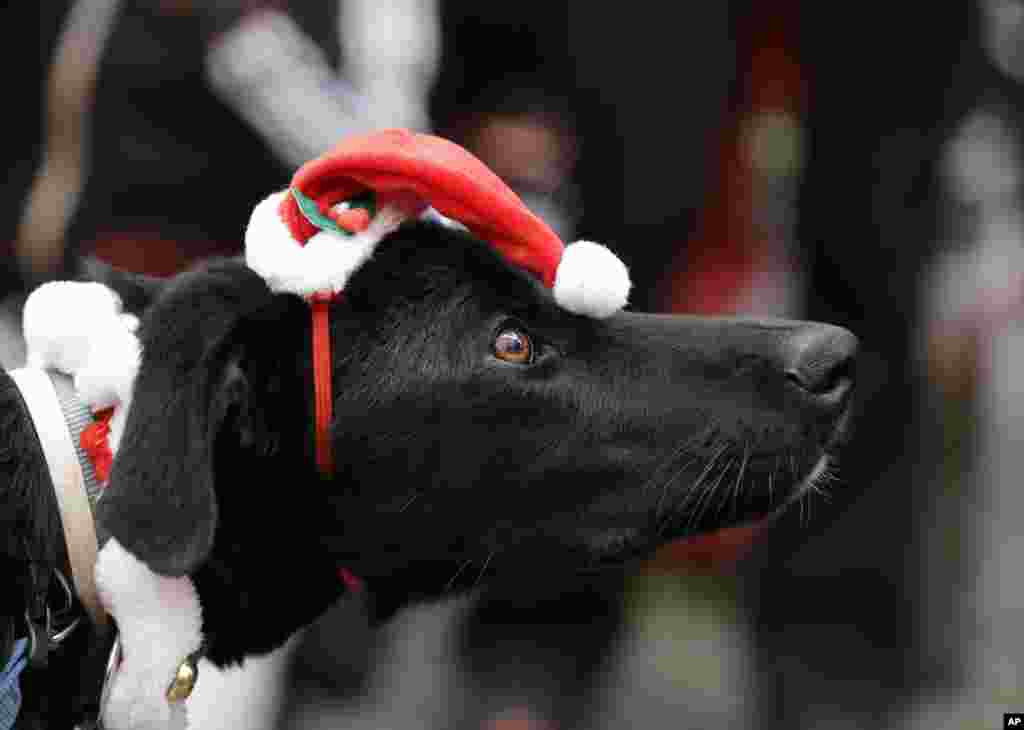 A dog wearing a Santa Claus hat takes part in the Athens Santa Run, Greece.