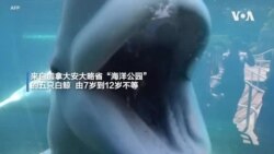 五只白鲸在康涅狄格州的“神秘水族馆”与大家见面