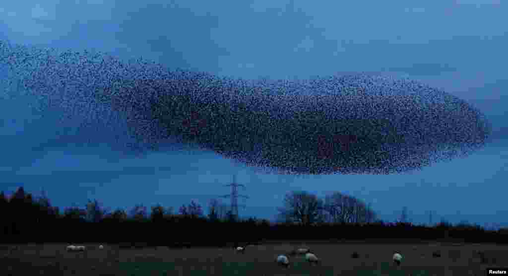A murmuration of starlings is seen across the sky near the town of Gretna Green, Scotland, Britain.