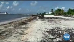 Sargassum အညိုရောင် ကျောက်ပွင့်