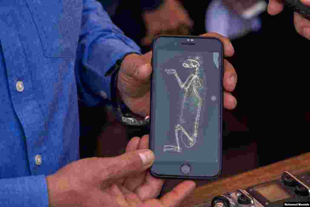 Dr. Mostafa Waziri shows a CT-scan of one of the mummies. Studies carried out on two of the mummies found a 95% probability that they are lion cubs, as indicated by the size and shape of the bones. (H. Elrasam/VOA) 