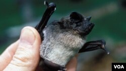 FILE - The Angolan free-tailed bat is found across much of sub-Saharan Africa. (Richard K. LaVal/Mammal Image Library of the American Society of Mammalogists)