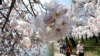 Peak Bloom for DC's Famed Cherry Trees Is Coming Early