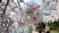 FILE - People walk among the famed cherry blossoms along the Tidal Basin in Washington, April 9, 2014. 