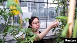 Jie Li, lead author of a study on gene-edited vitamin D tomatoes, examines tomato plants, in Norwich
