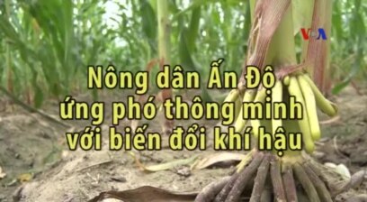 Nông dân Ấn ứng phó thông minh với biến đổi khí hậu