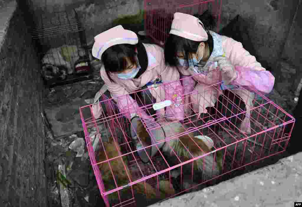 Women volunteers treat dogs after rescuing them at a disused pig farm in Chongqing, China, January 17, 2012. (Reuters)