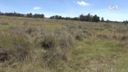 Kenya Endangered Birds -- USAGM