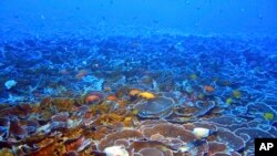 FILE: Fish swim in a mesophotic coral ecosystem about 230 feet deep in the in Au'au Channel off Maui, Hawaii in this April 7, 2009 photo provided by NOAA and the Hawaii Undersea Research Laboratory.