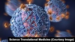 An early clinical trial shows that passive immunization with an HIV-1 neutralizing antibody can help lower the amount of virus in the blood of an HIV-1-infected subject.