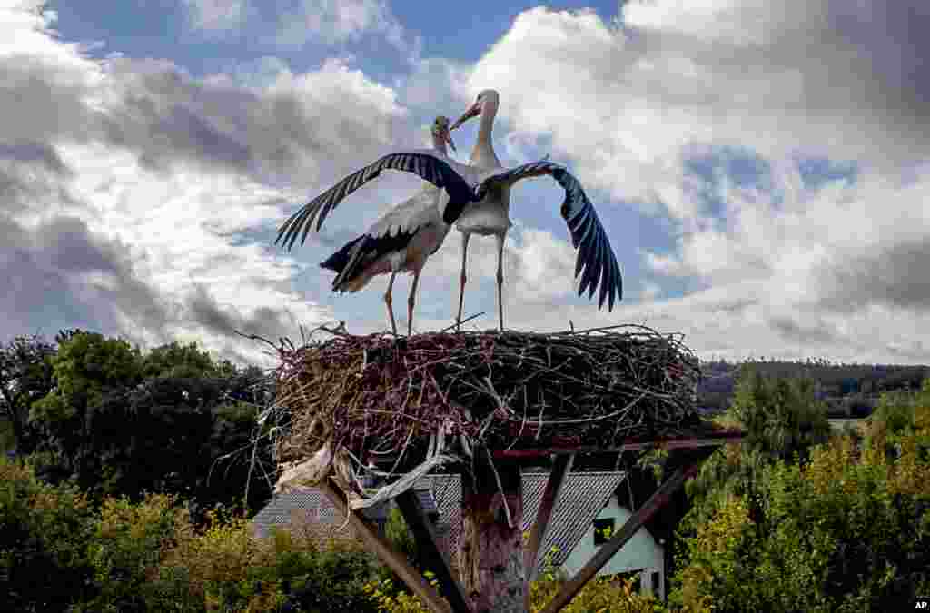 Two storks stand in their nest in Wehrheim near Frankfurt, Germany.