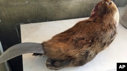 In this Thursday, March 28, 2019 photo, a beaver no longer eager. It is frozen and in a freezer at the Arizona Game and Fish Department offices in Pinetop, Arizona. (Photo: Jon Cooley/Arizona Department of Game and Fish via AP)