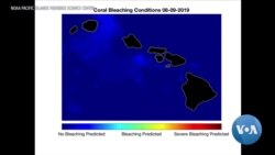 Ocean Heatwave Threatens Hawaii's Coral - Again