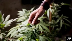 Marcelo Vazquez, a marijuana grower, checks the leaves of his marijuana plants for fungus, on the outskirts of Montevideo, Uruguay, Dec. 9, 2013. 