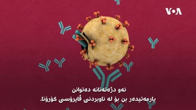 جەستەی مرۆڤ چۆن دژەتەن بەرامبەر ڤایرۆسی کۆرۆنا دروستدەکات