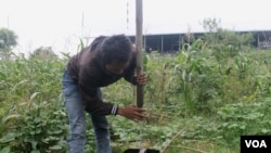 Seorang warga menunjukkan air sumur yang tercemar dan berbau di belakang pabrik pengolahan limbah B3 di Desa Lakardowo, Mojokerto, Kamis, 30 Juni 2016 (Foto: VOA/Petrus Riski).